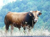 paseo-por-la-vegal-pando-llanos-de-somerc3b3n-19