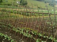 IMG_20200602_100844_0